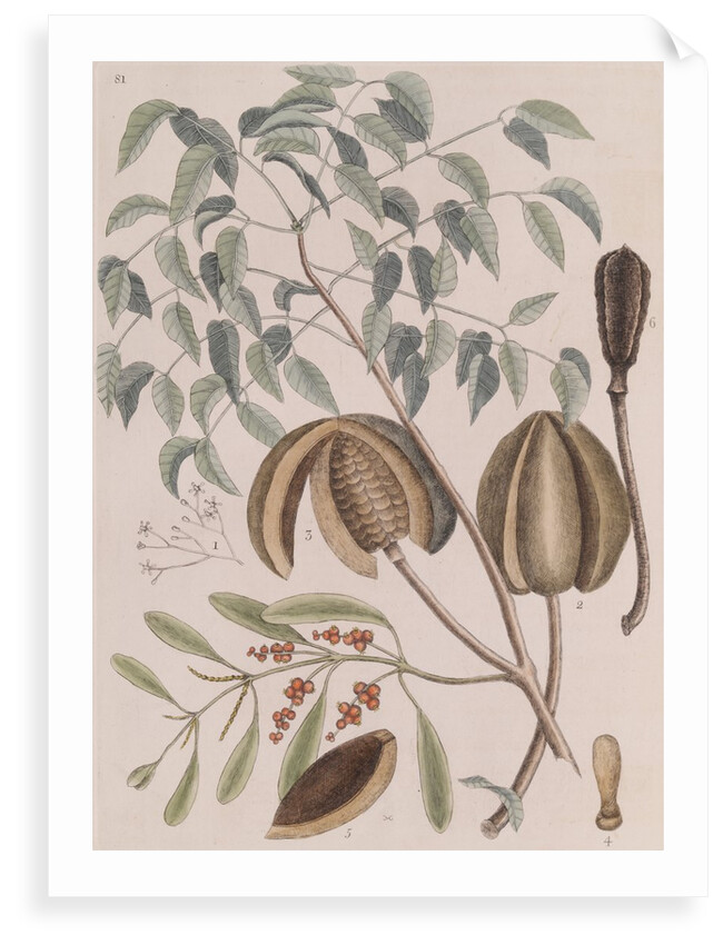 African mahogany by Mark Catesby