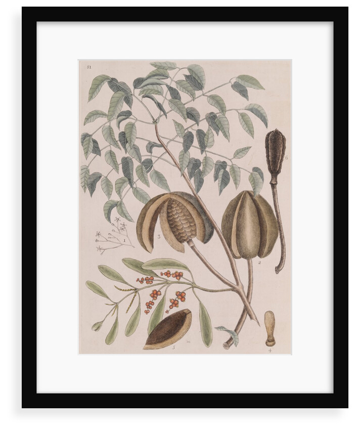 African mahogany by Mark Catesby