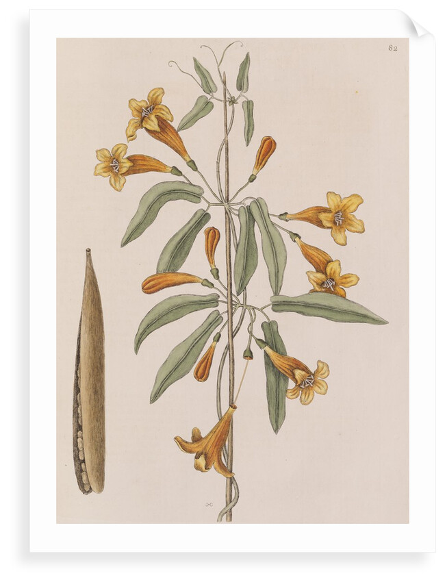 Cross vine by Mark Catesby