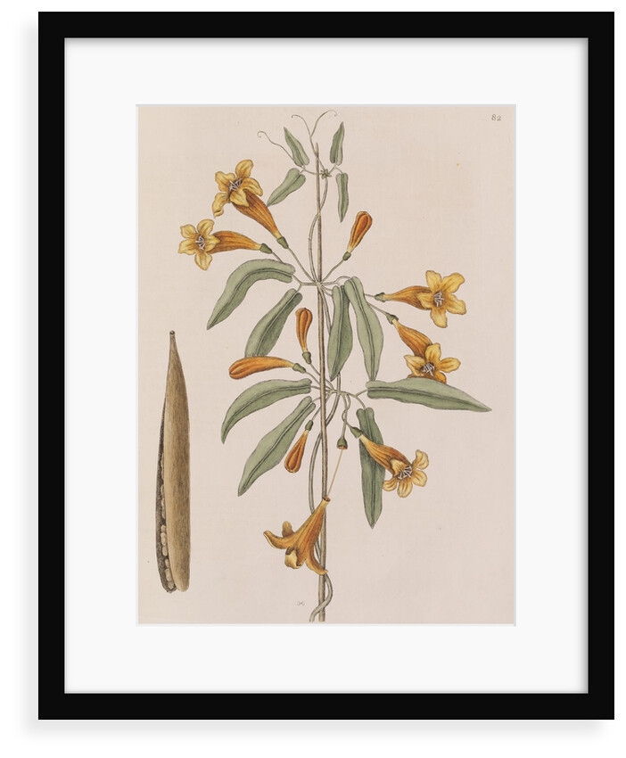 Cross vine by Mark Catesby