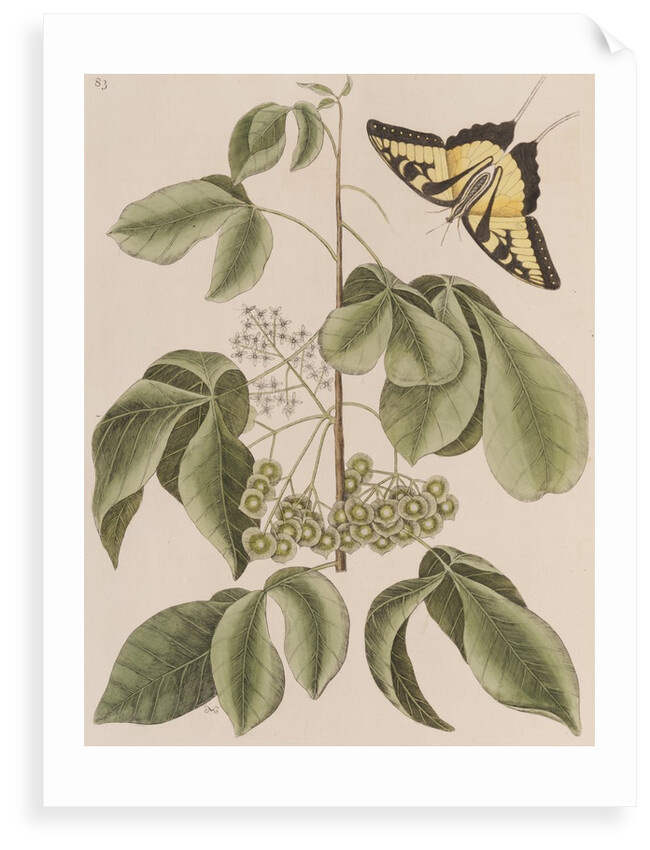 Common hoptree and tiger swallowtail by Mark Catesby