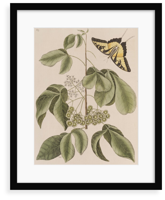 Common hoptree and tiger swallowtail by Mark Catesby