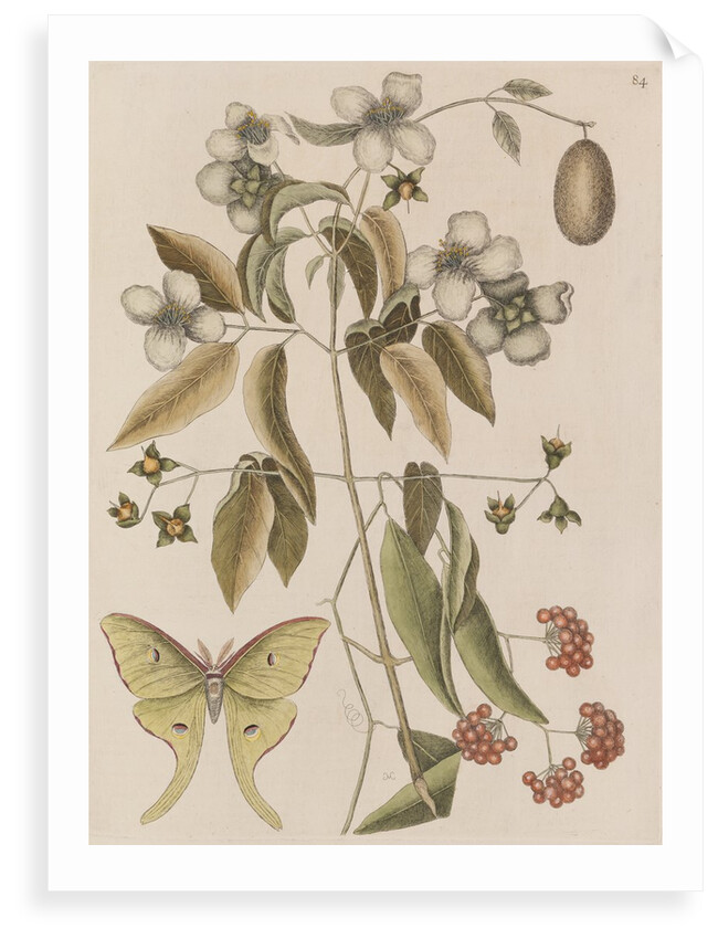 Scentless mock orange, mountain laurel and luna  moth by Mark Catesby