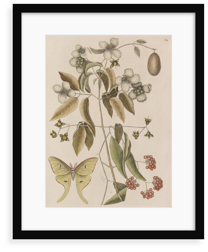 Scentless mock orange, mountain laurel and luna  moth by Mark Catesby