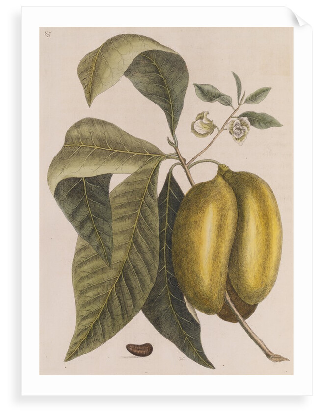 American pawpaw by Mark Catesby