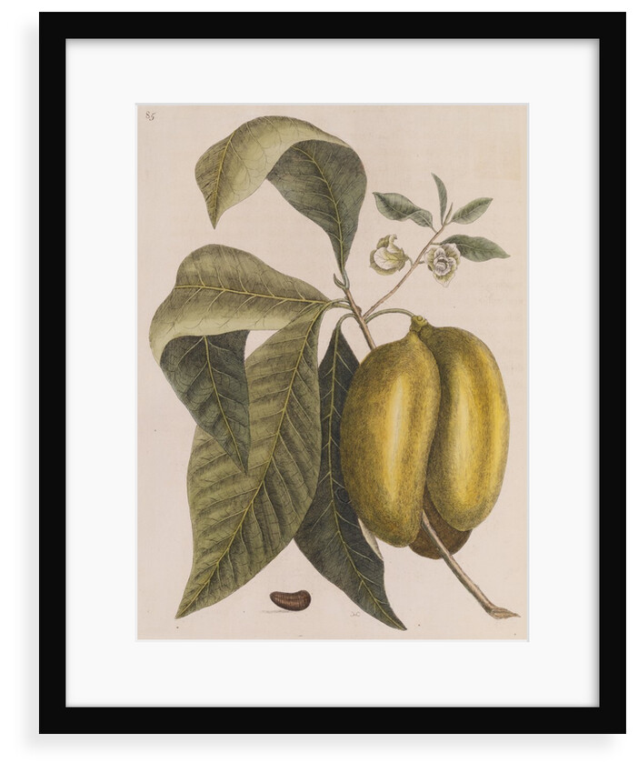 American pawpaw by Mark Catesby