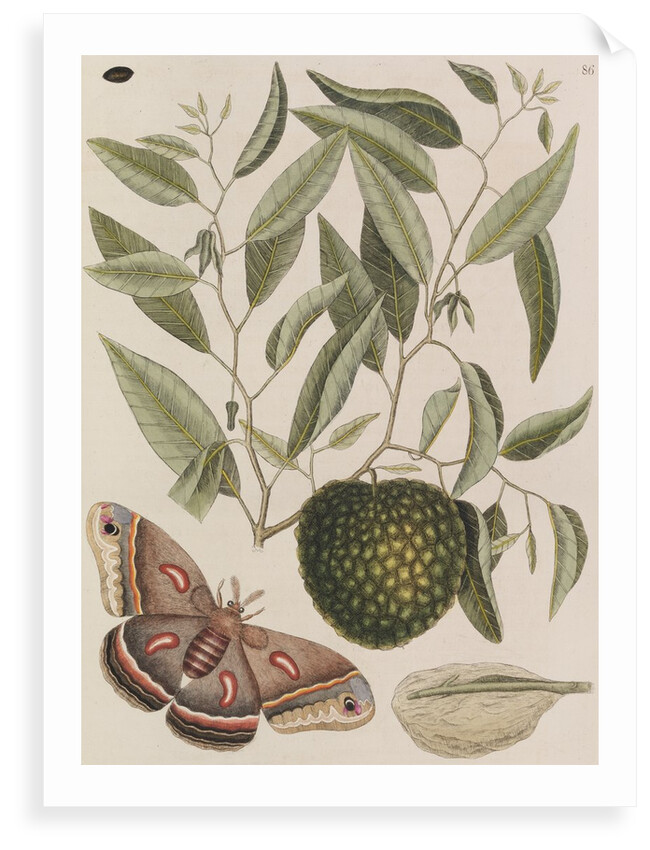 Custard apple tree and cecropia moth by Mark Catesby