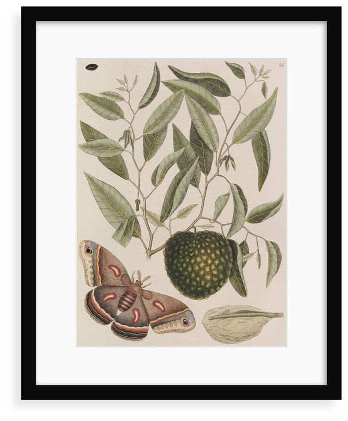Custard apple tree and cecropia moth by Mark Catesby
