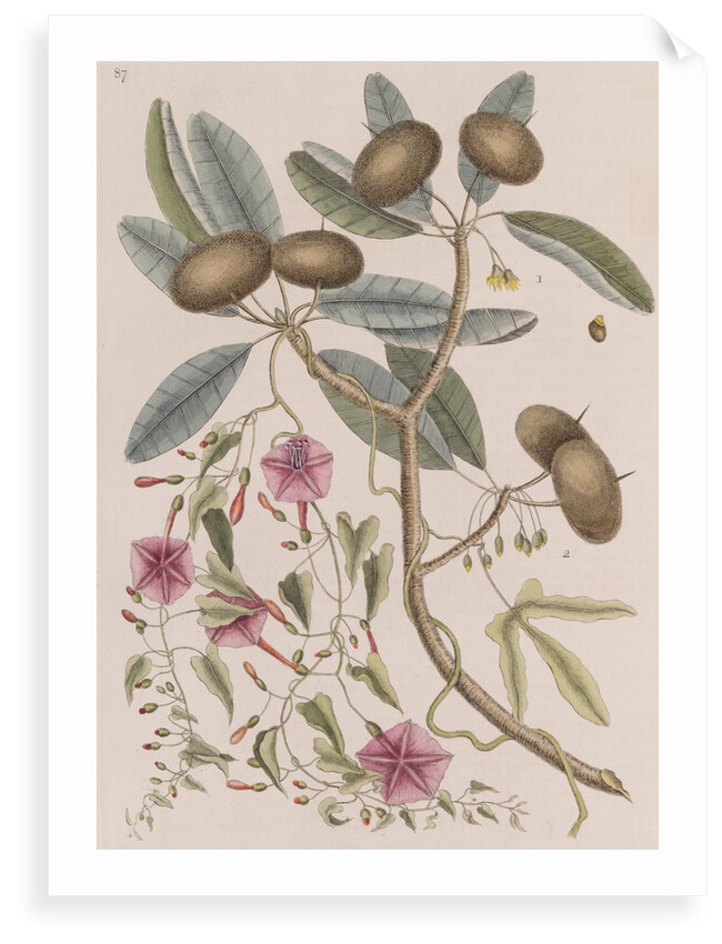 Wild dilly and wild potato by Mark Catesby