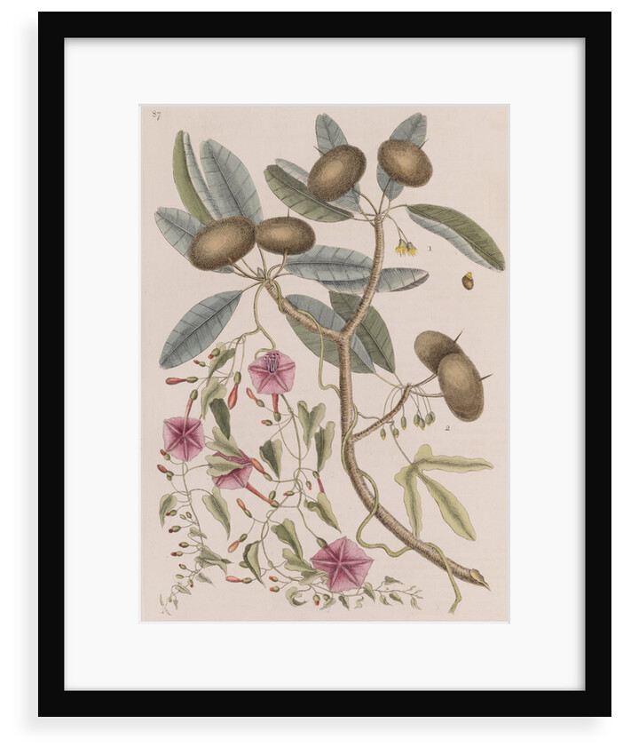 Wild dilly and wild potato by Mark Catesby