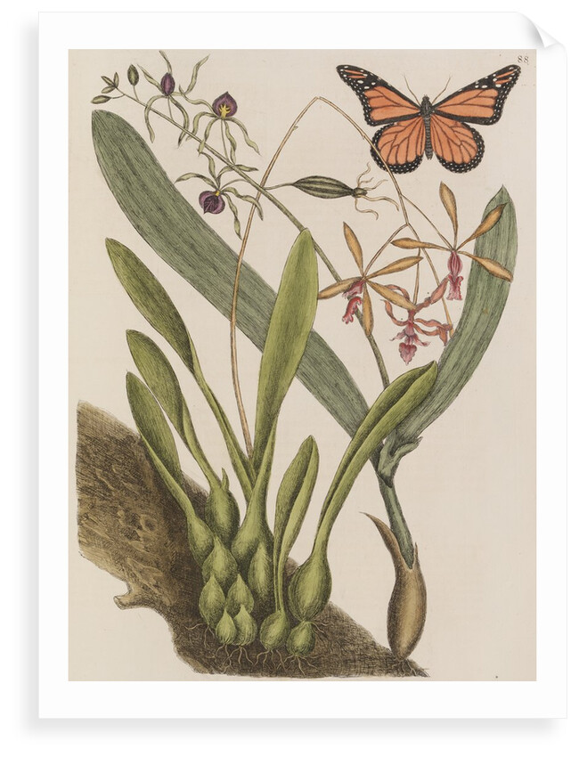 Clamshell orchid and monarch butterfly by Mark Catesby