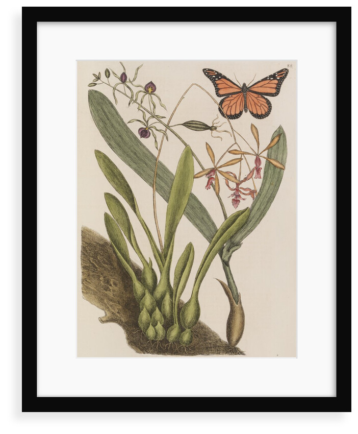 Clamshell orchid and monarch butterfly by Mark Catesby