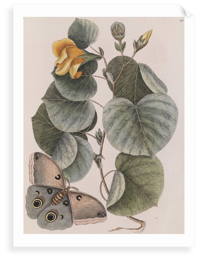 Beach hibiscus and Polyphemus moth by Mark Catesby