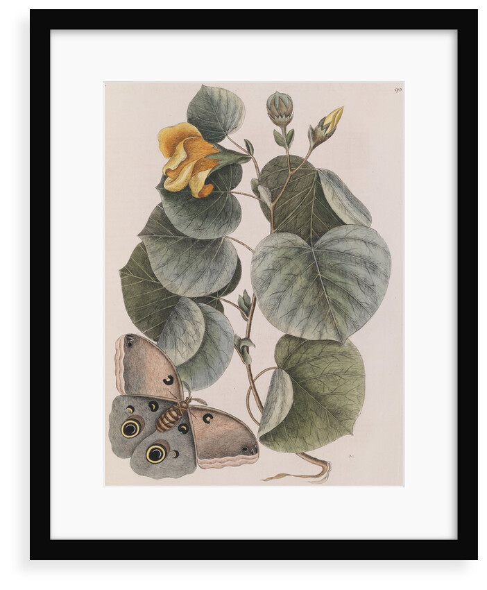 Beach hibiscus and Polyphemus moth by Mark Catesby