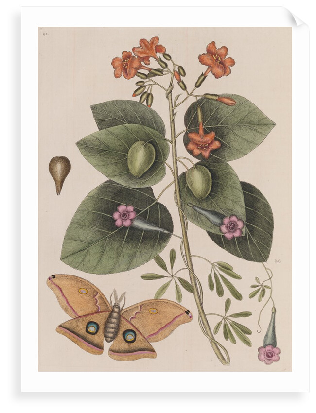 Scarlet cordia, morning glory and Polyphemus moth by Mark Catesby
