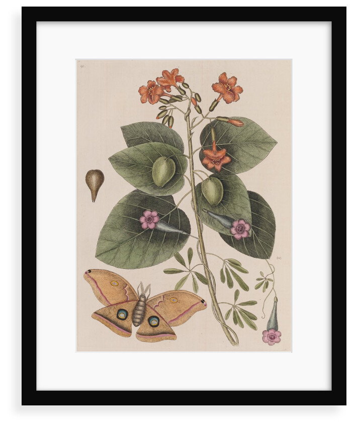 Scarlet cordia, morning glory and Polyphemus moth by Mark Catesby