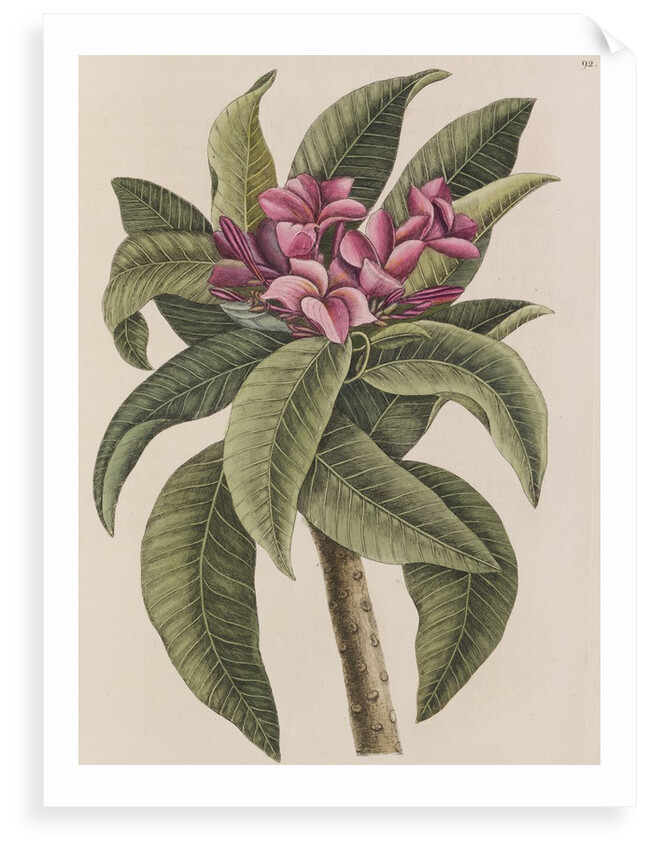 Red frangipani by Mark Catesby