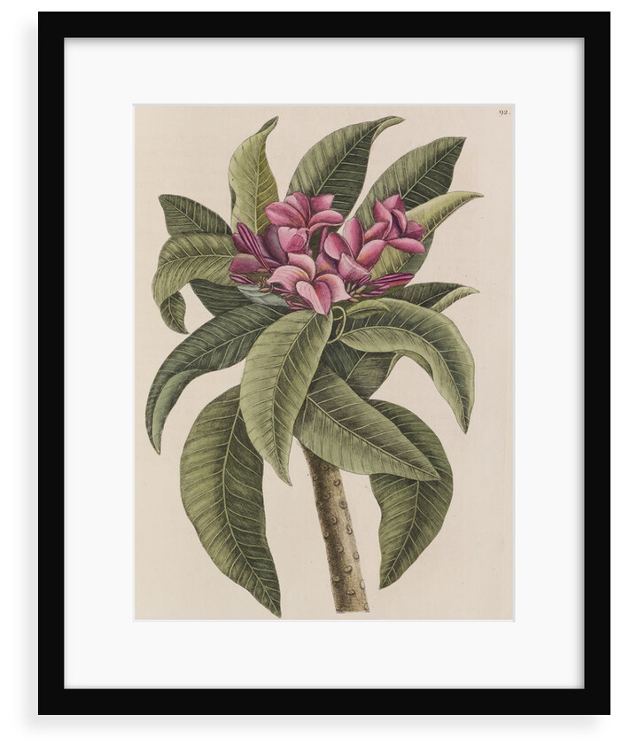 Red frangipani by Mark Catesby