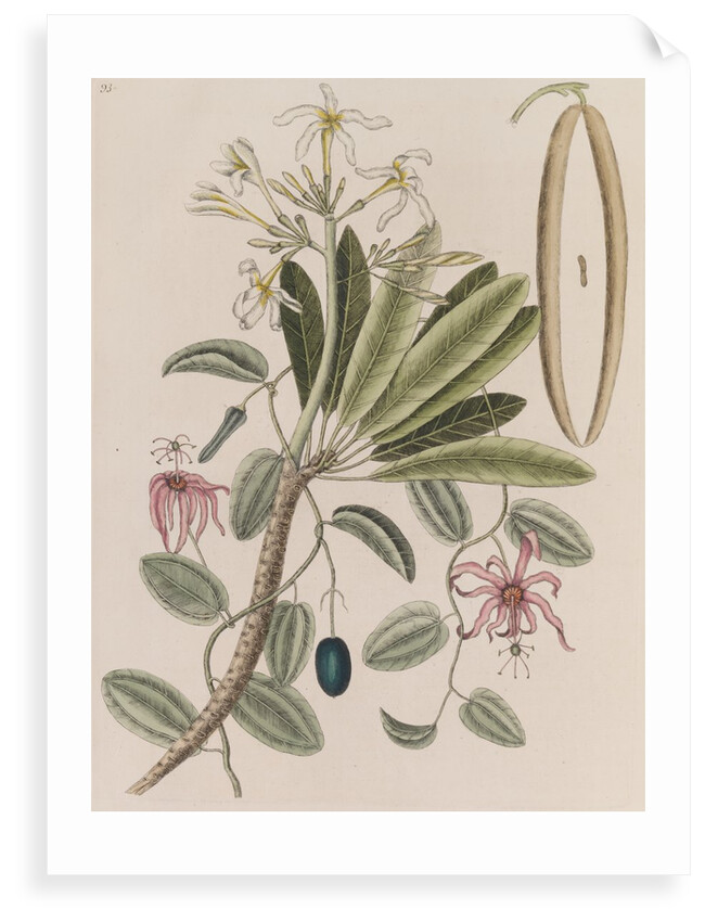 Singapore graveyard flower and devil's pumpkin by Mark Catesby