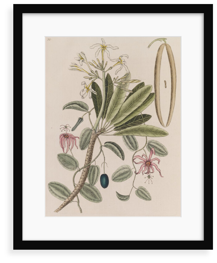 Singapore graveyard flower and devil's pumpkin by Mark Catesby