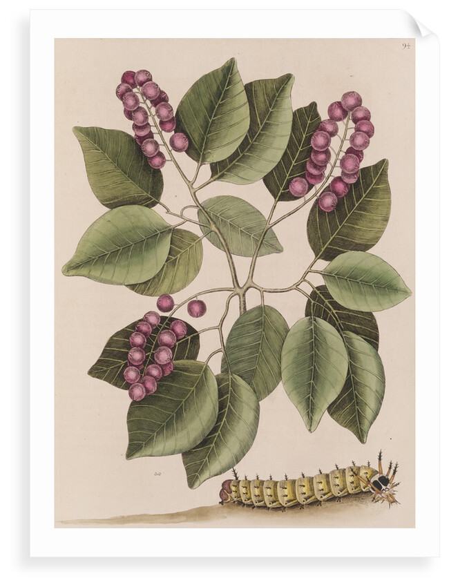 Pigeonplum and hickory horned devil by Mark Catesby