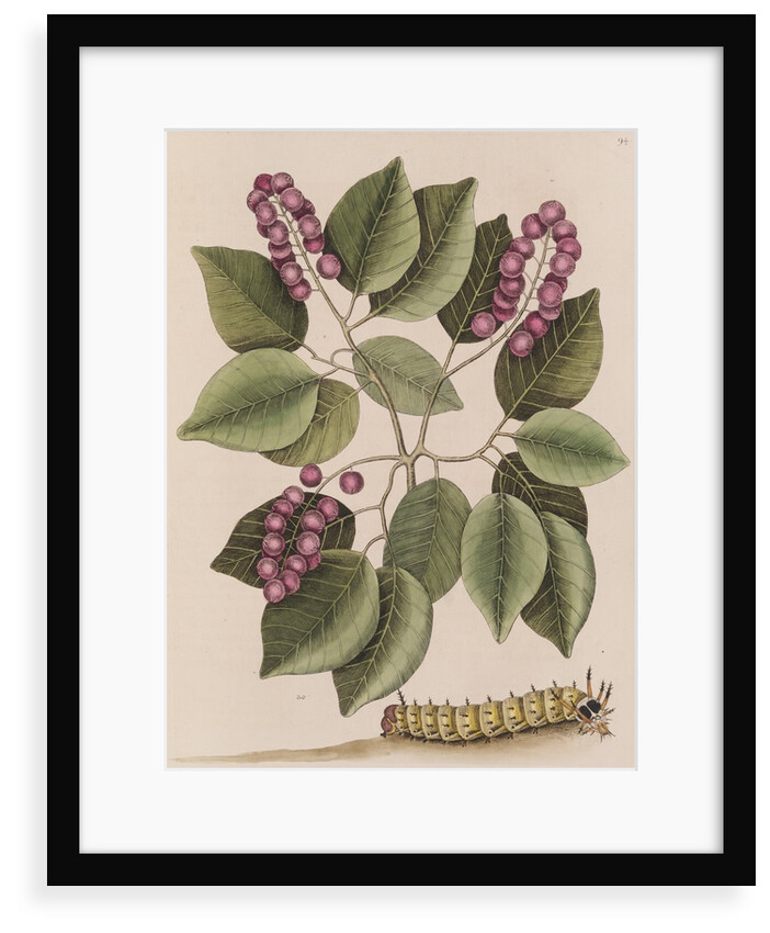 Pigeonplum and hickory horned devil by Mark Catesby