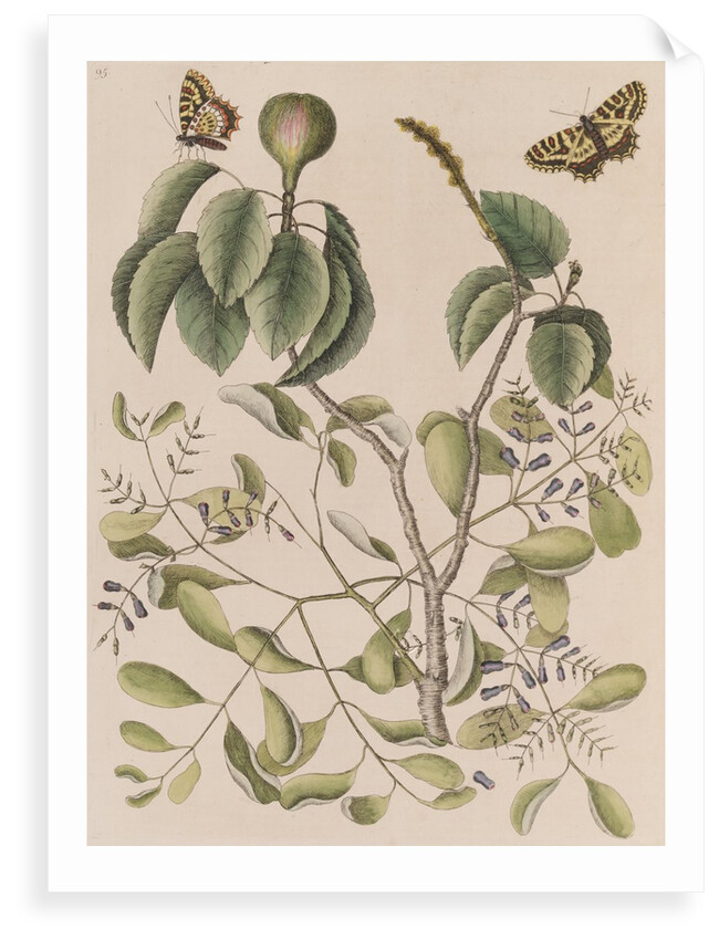 Manchineel tree, smooth leechbush and Spanish  festoons by Mark Catesby