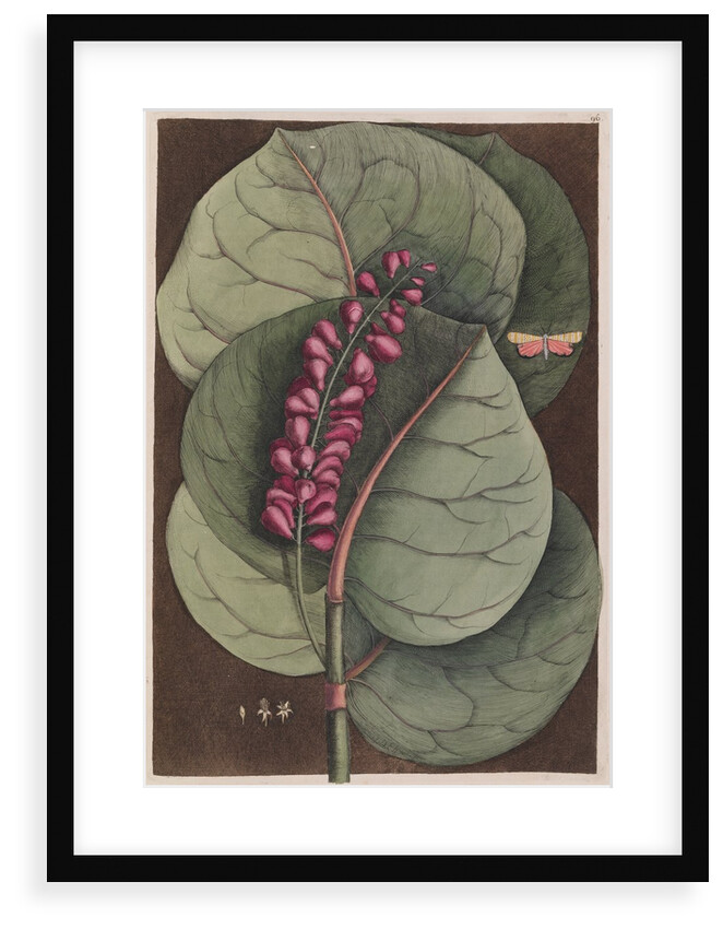 Seagrape and bella moth by Mark Catesby