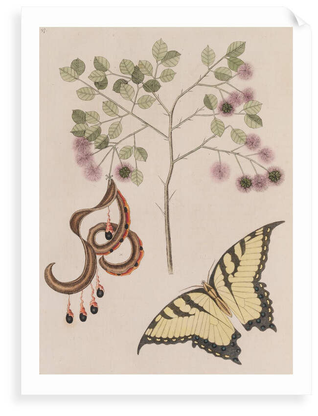 Pithecellobium bahamense and tiger swallowtail by Mark Catesby