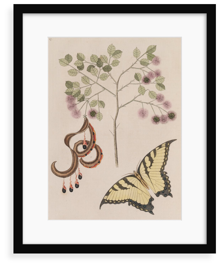 Pithecellobium bahamense and tiger swallowtail by Mark Catesby