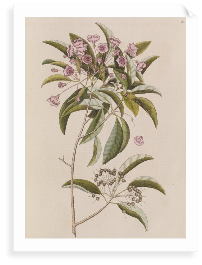 Mountain laurel by Mark Catesby