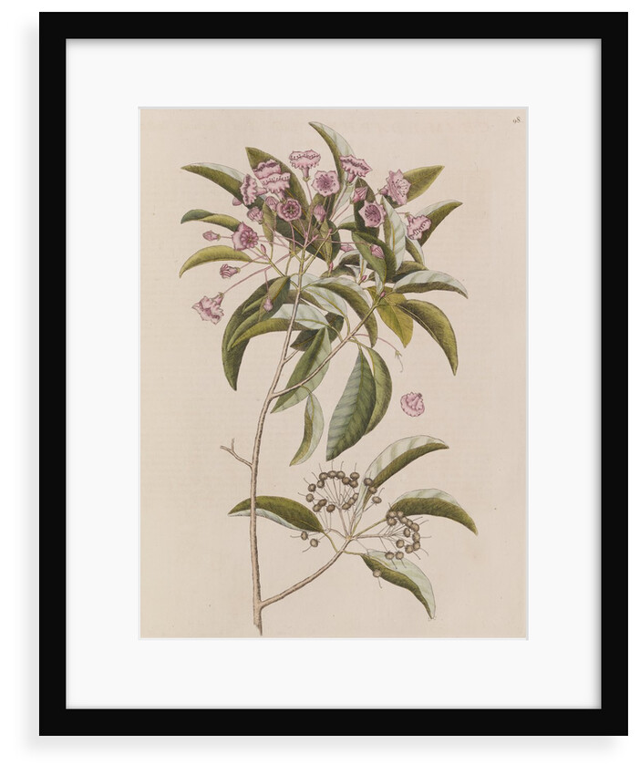 Mountain laurel by Mark Catesby