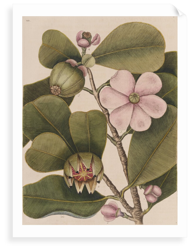 Autograph tree by Mark Catesby