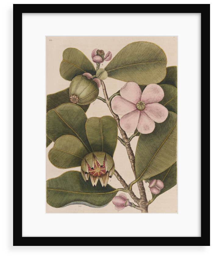 Autograph tree by Mark Catesby