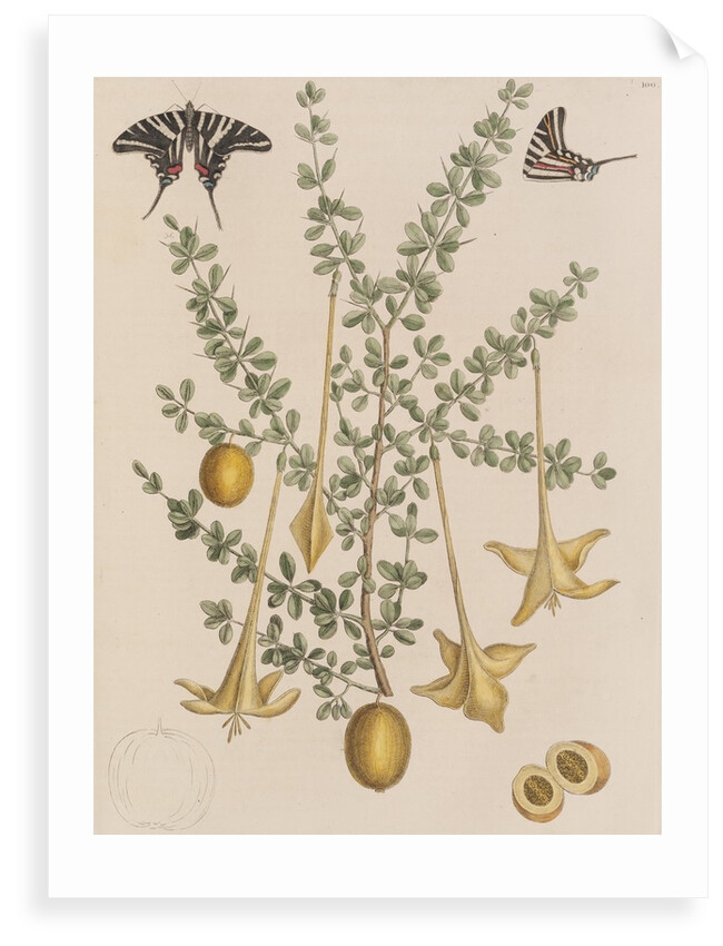 Lily thorn and zebra swallowtail by Mark Catesby