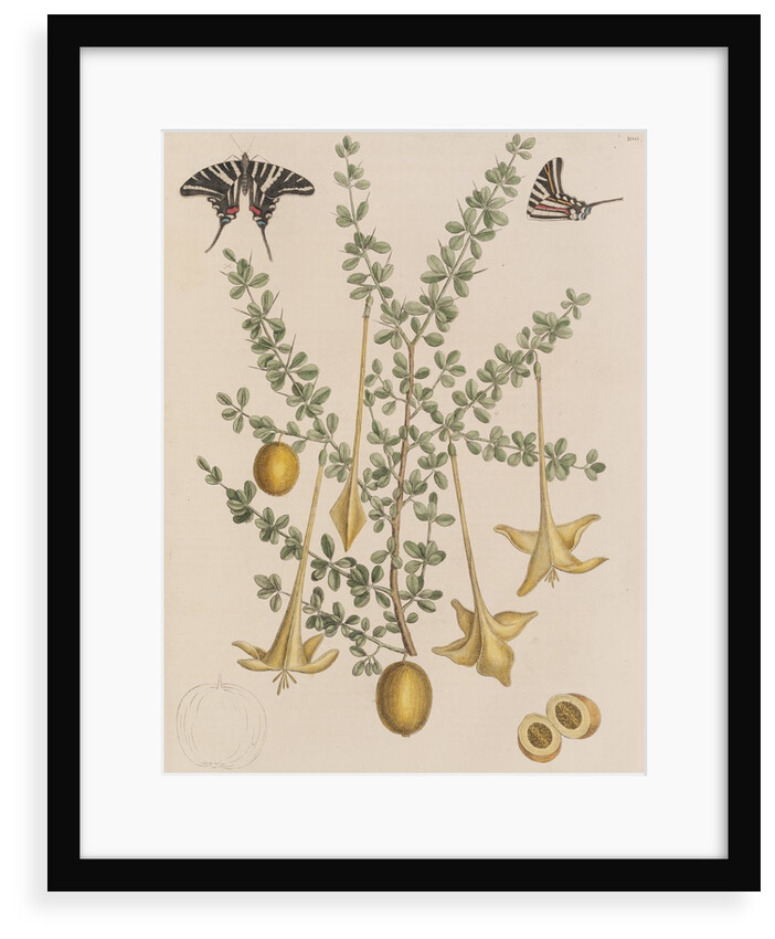 Lily thorn and zebra swallowtail by Mark Catesby