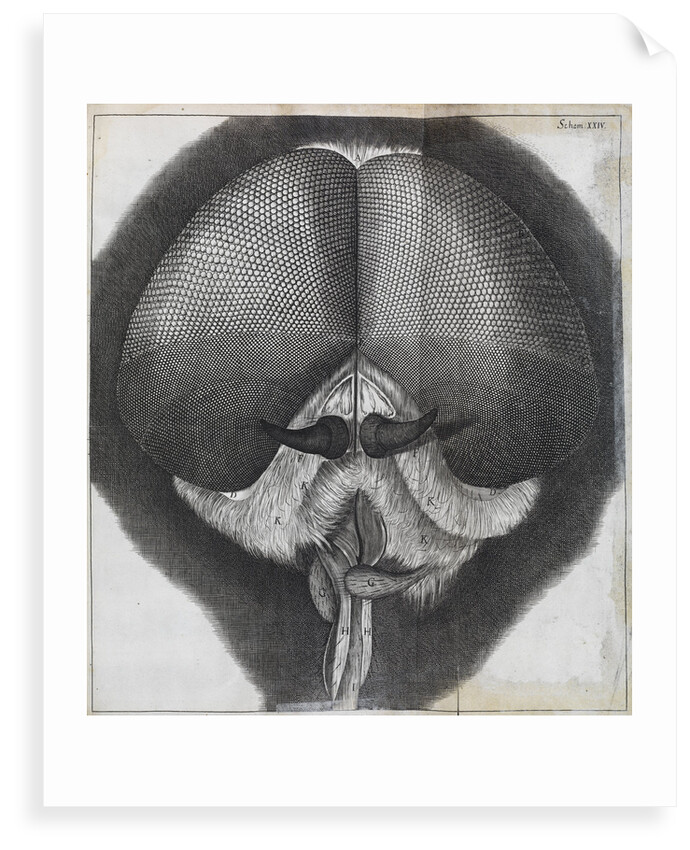Microscopic view of the head of a grey drone-fly by Robert Hooke