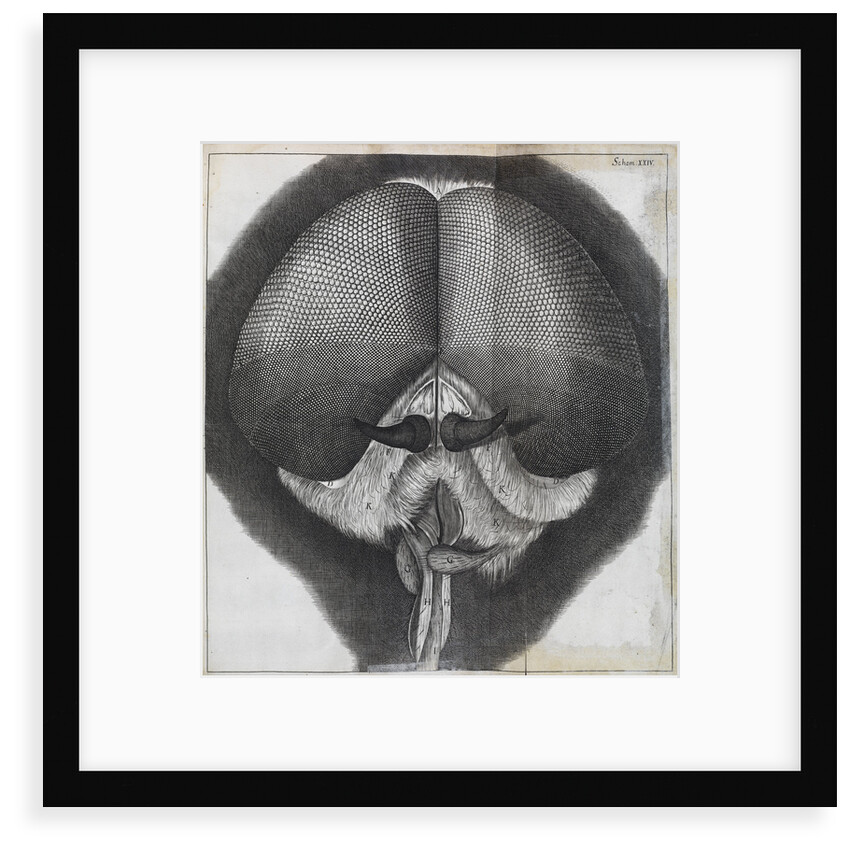 Microscopic view of the head of a grey drone-fly by Robert Hooke