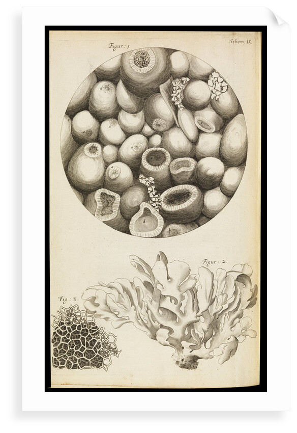 Microscopic views of Kettering-stone, seaweed and sponge by Robert Hooke