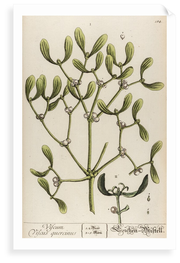 Viscum viscus quercinus by Elizabeth Blackwell