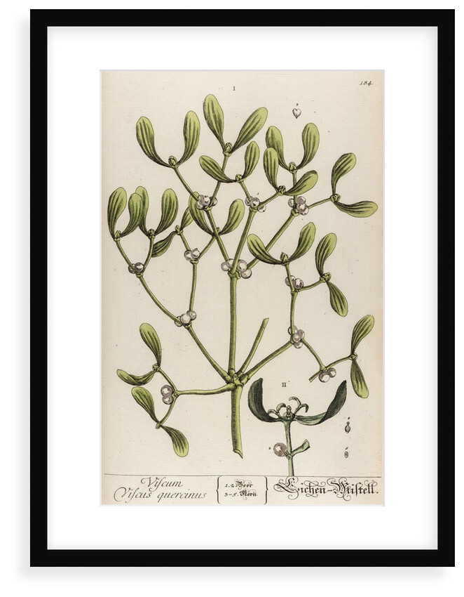 Viscum viscus quercinus by Elizabeth Blackwell