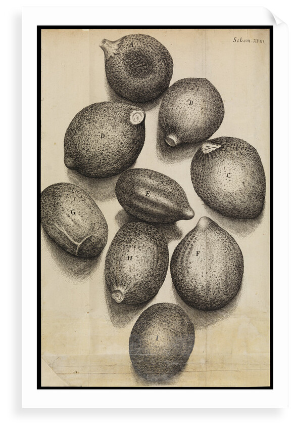 Microscopic view of thyme seeds by Robert Hooke