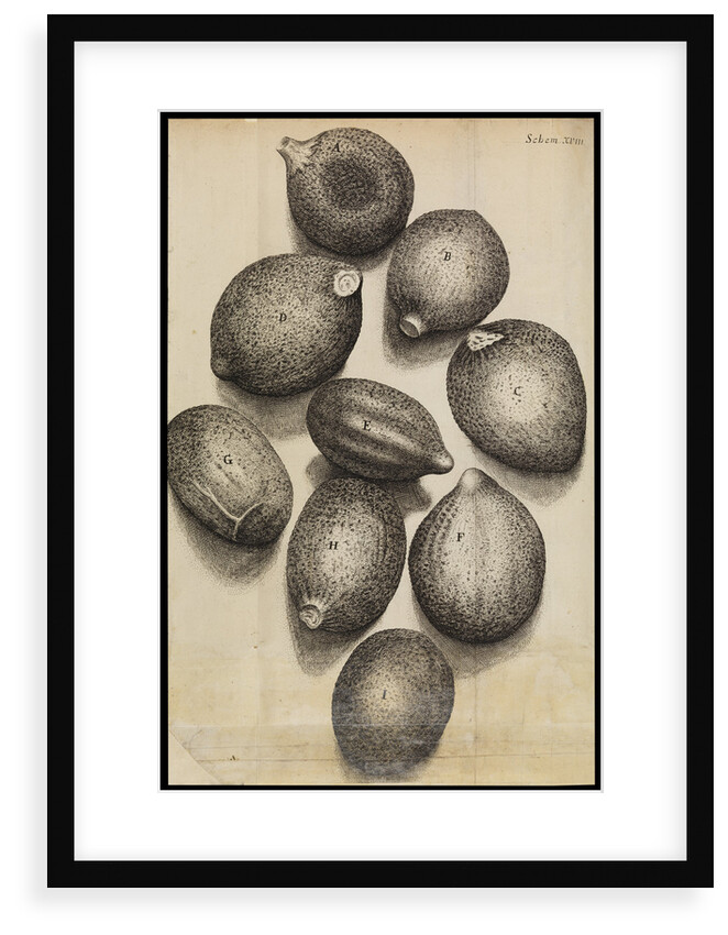Microscopic view of thyme seeds by Robert Hooke