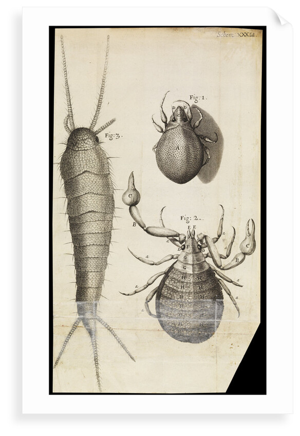 Microscopic views of a black mite, a 'crab-like' insect and a silverfish by Robert Hooke