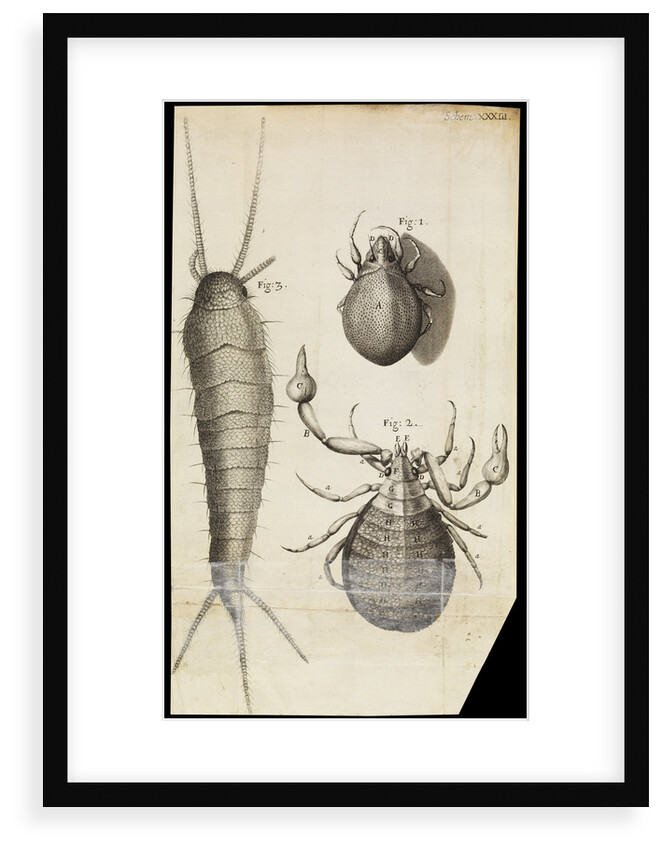 Microscopic views of a black mite, a 'crab-like' insect and a silverfish by Robert Hooke