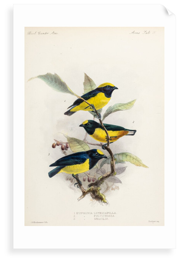 Yellow-crowned euphonia and fulvous-vented euphonia by Johannes Gerardus Keulemans