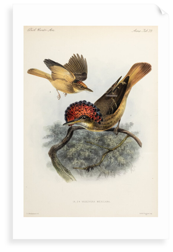 Northern royal flycatcher by Johannes Gerardus Keulemans