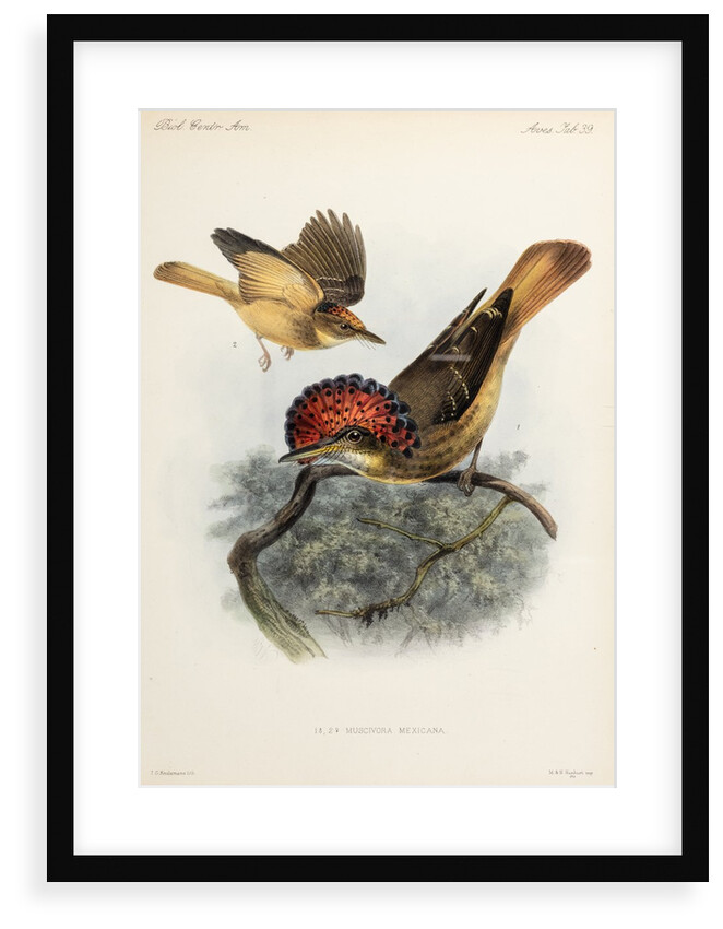 Northern royal flycatcher by Johannes Gerardus Keulemans