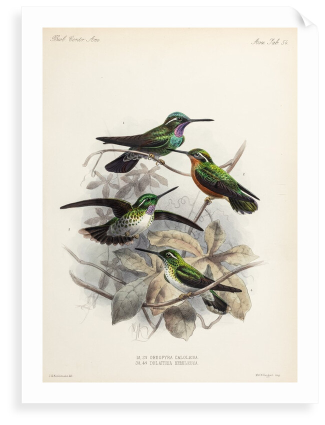 Hummingbirds by Johannes Gerardus Keulemans