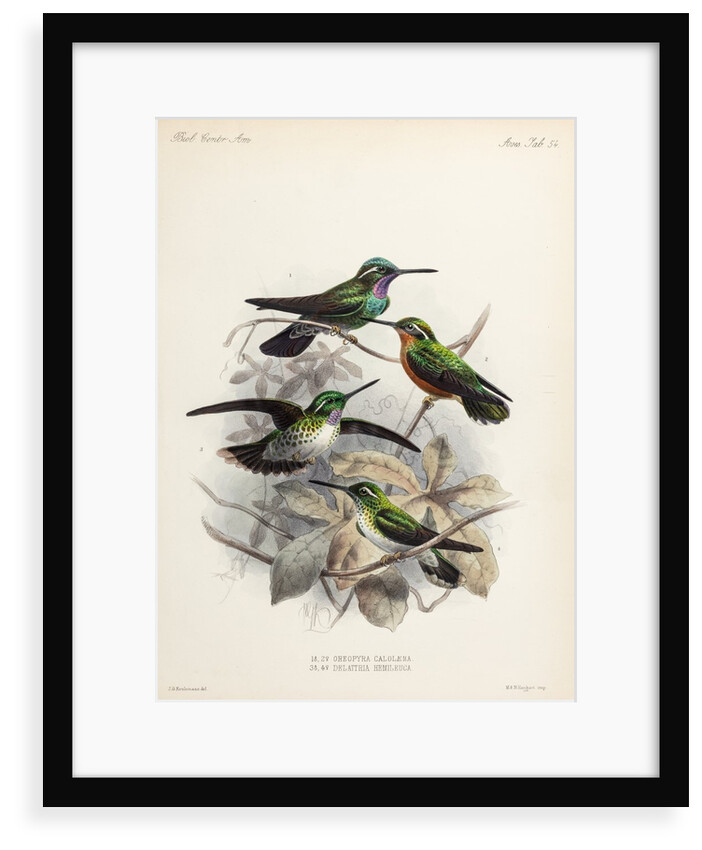 Hummingbirds by Johannes Gerardus Keulemans